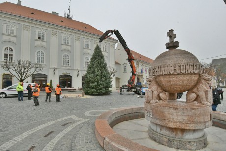 Egy különleges, kolorádói jegenyefenyő lett idén Székesfehérvár karácsonyfája